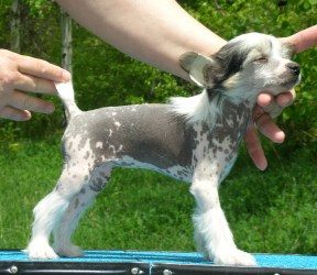 Skin2Win's Dani California of Meesah