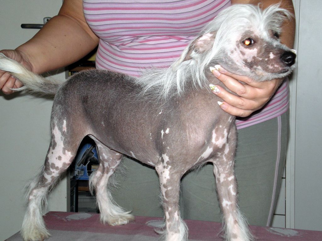 Clara Contessa of Pinky Punkies