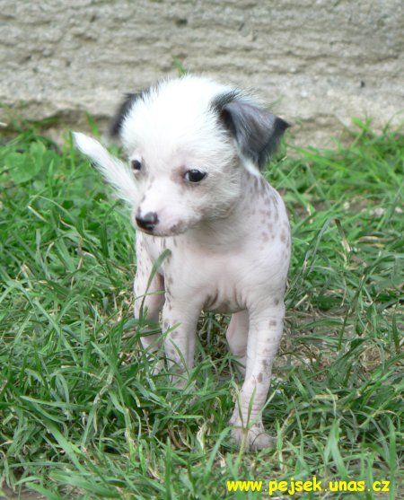 Maia ze Zatopene Chajdy