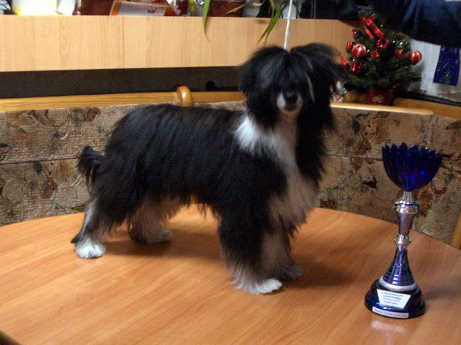 Fantastik Kashmir Mindal