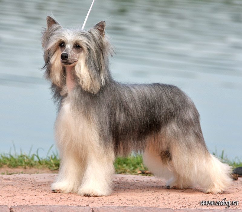 Vivat Sanraiz Zeku Dogland Happy