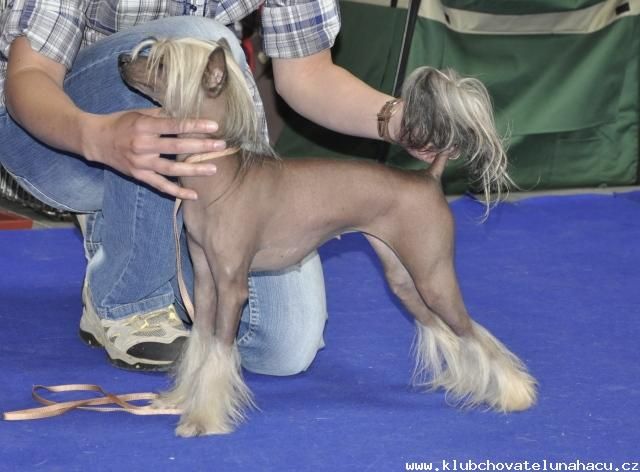 Allien Escapade Maulebi Star