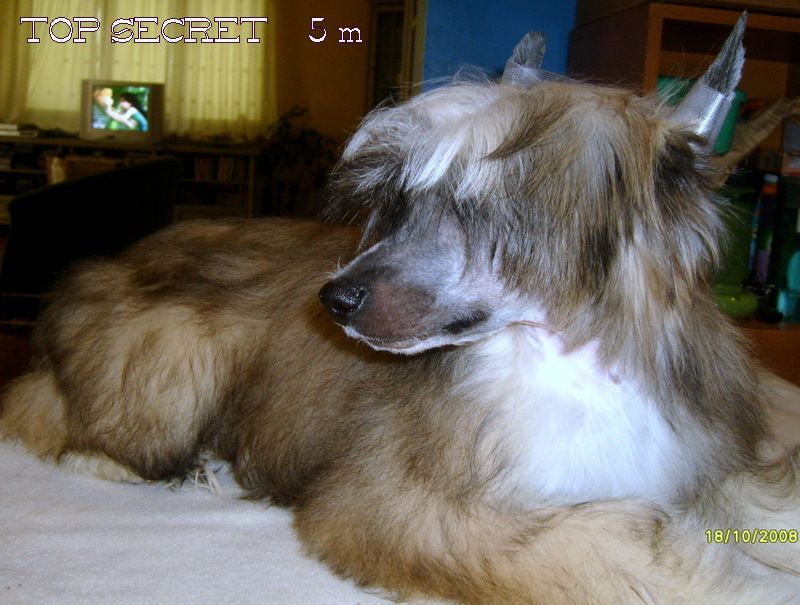 Barbacoma (fci) Top Secret