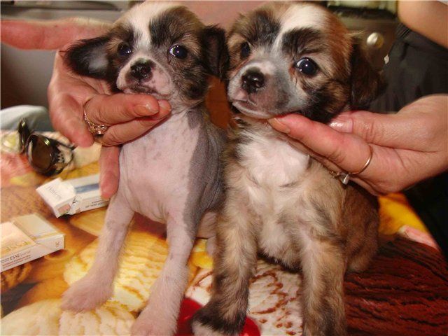 Chinese Mandarin Black of Channel