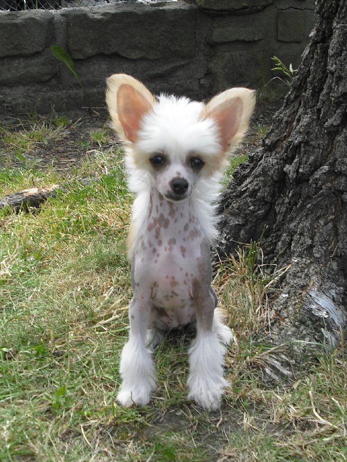 Casiopea Queen Luramion