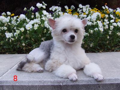 Koridawn Delende Megapixel