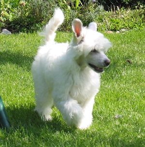 Estillinis Moscato Di Blanco