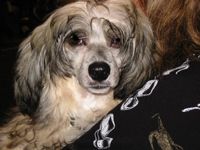 Estillinis Ronchi Di Manzano