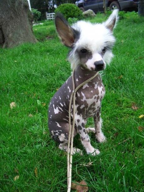 Be My Dog's Ima Pirate Girl