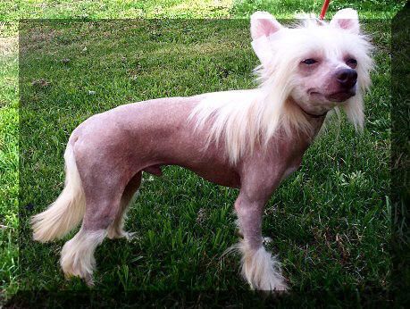 Shambhala's King Casamir