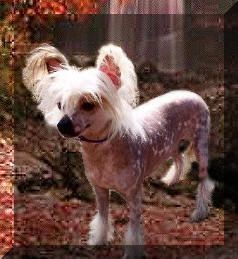 Shambhala's Celestial Smiles From Heaven