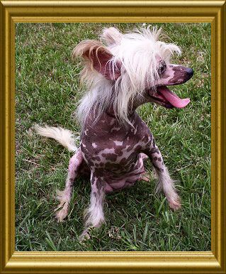 Shambhala's I'm Your Angel