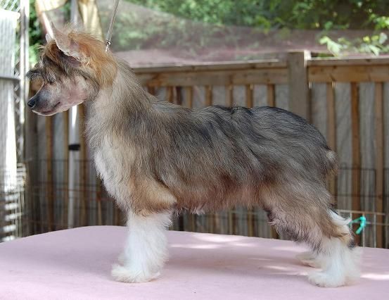 Crestyle She's A Keeper PP