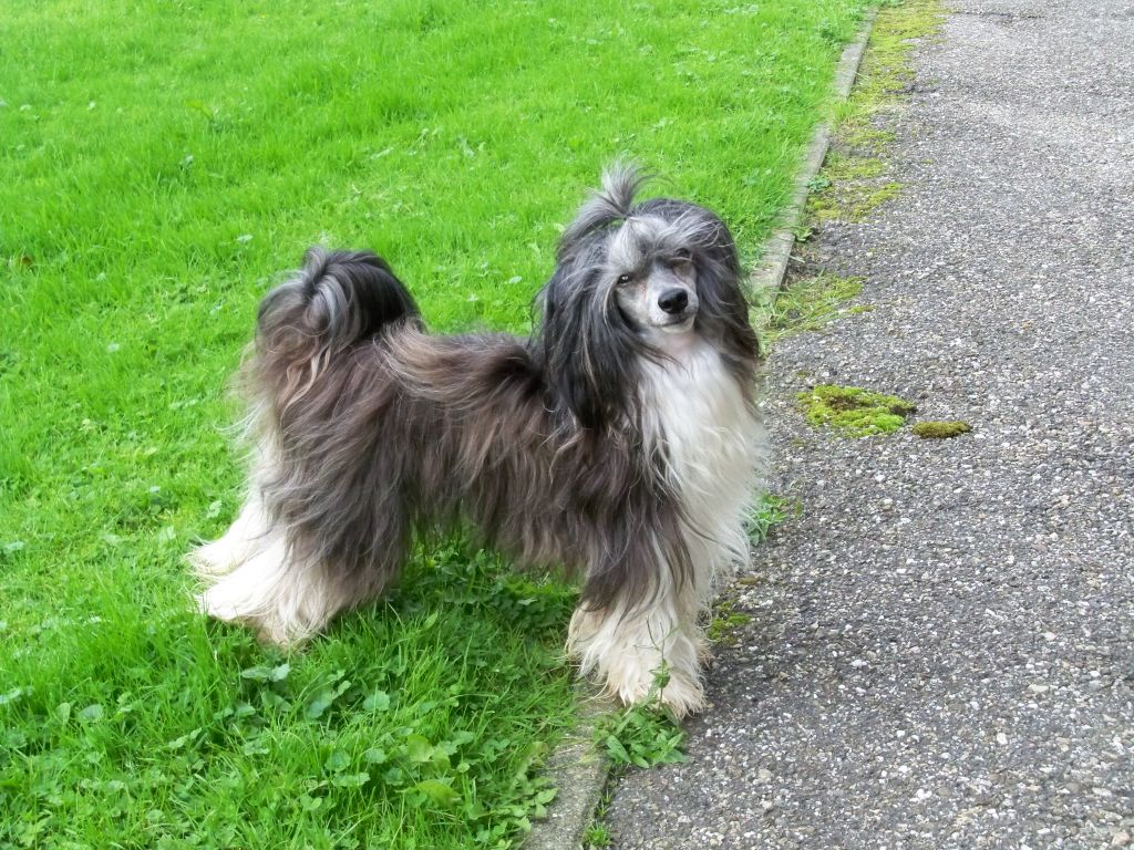 Endearing Buddy Of The Queens Club