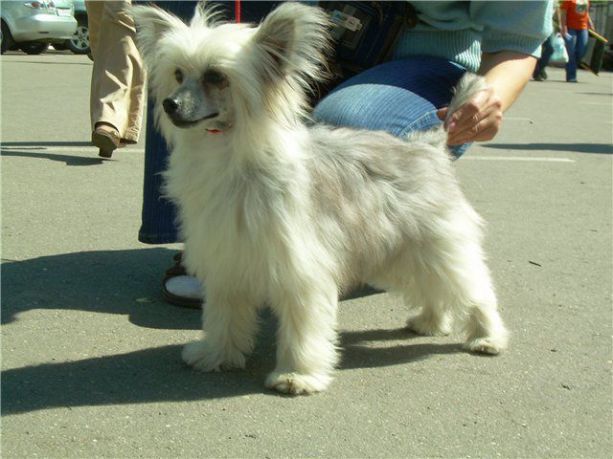 Velikolepnyi Gosha Angelochek