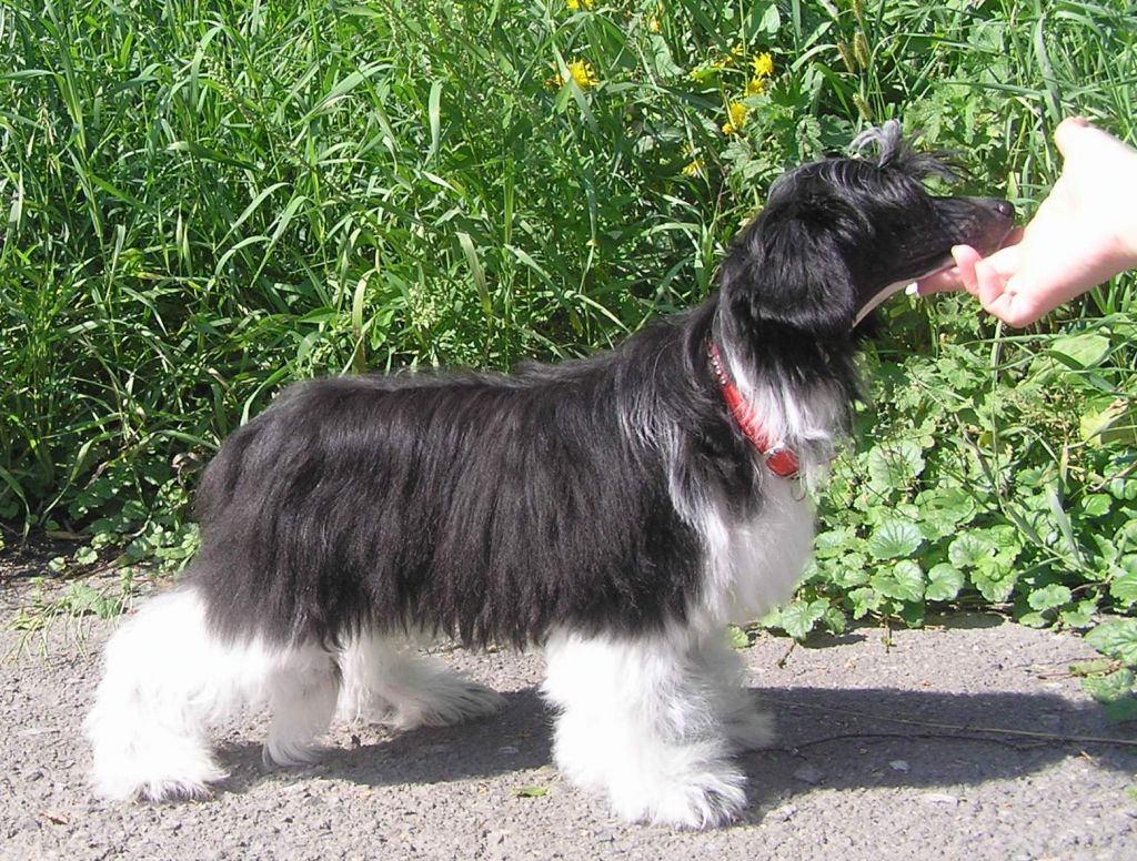 Leon Fleur De Lis Yan Shanson