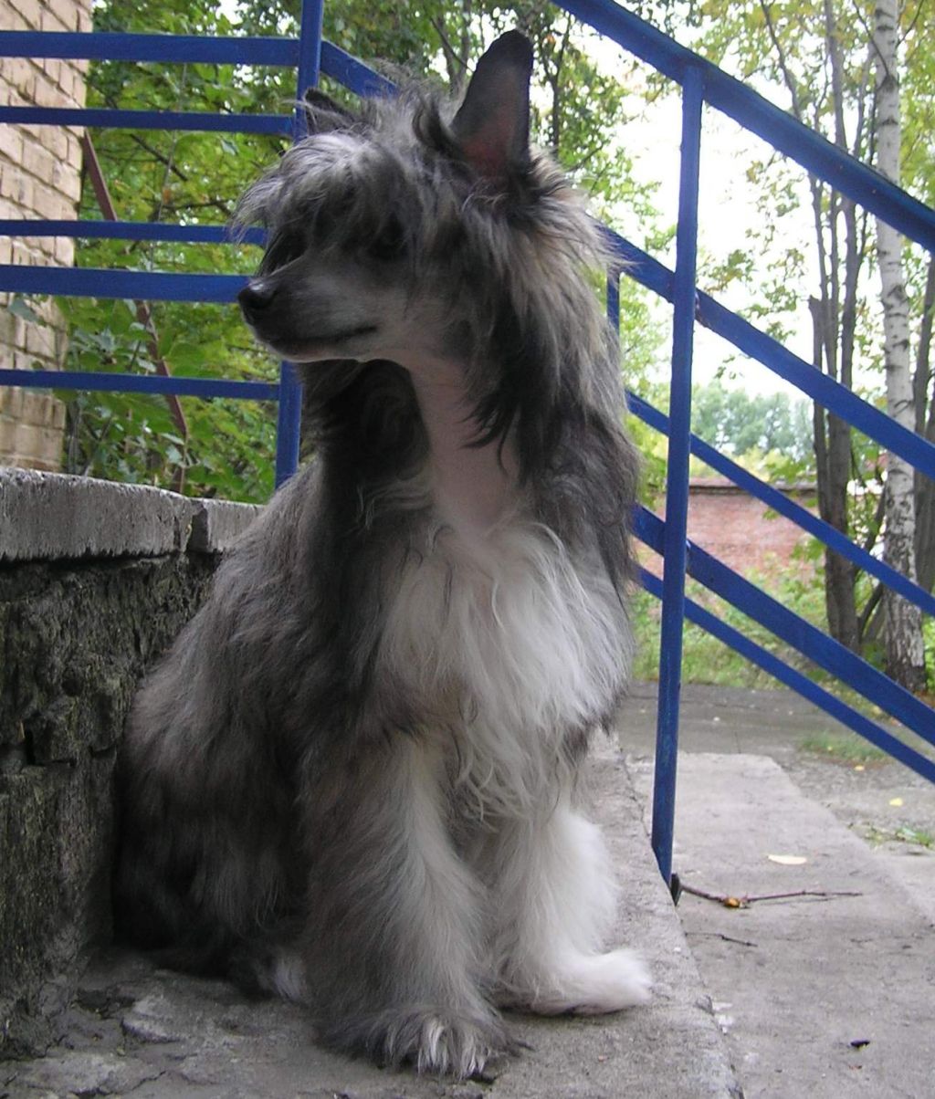 Leon Fleur De Lis Yard Ceizi