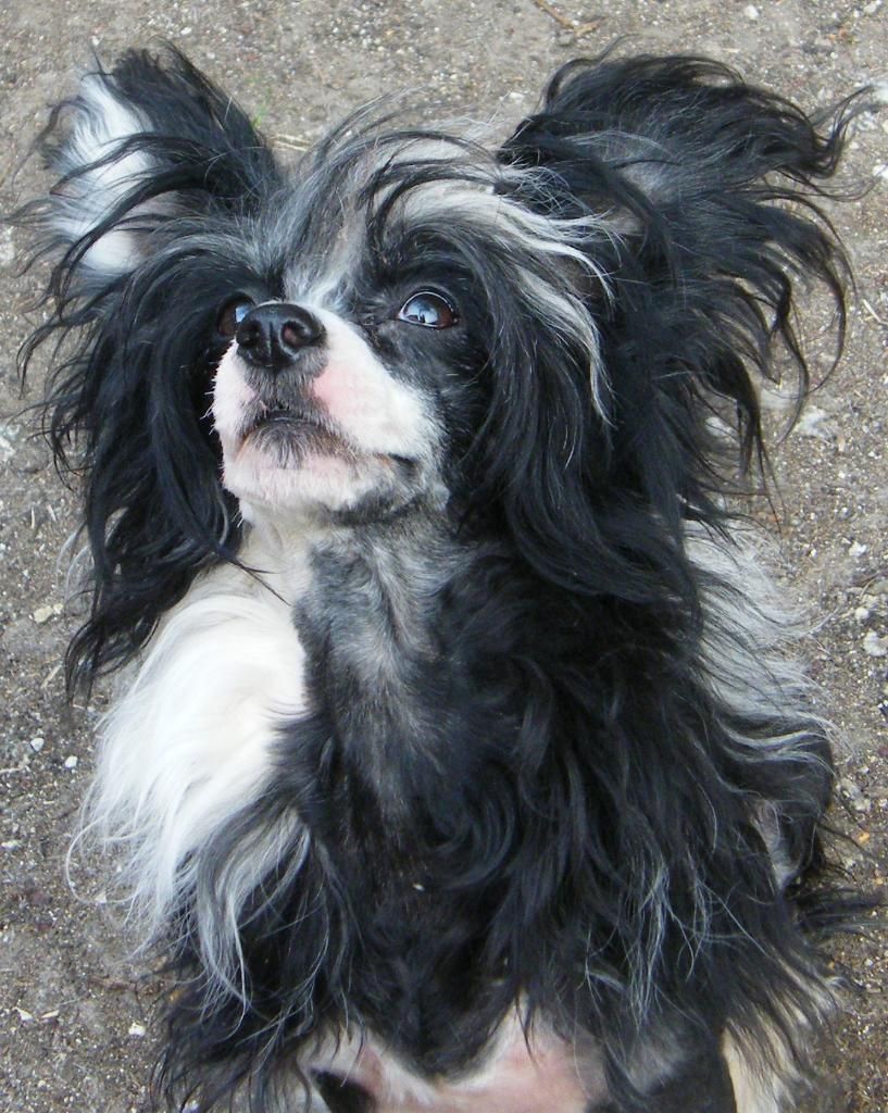 Doucai's Exotic Dreamer