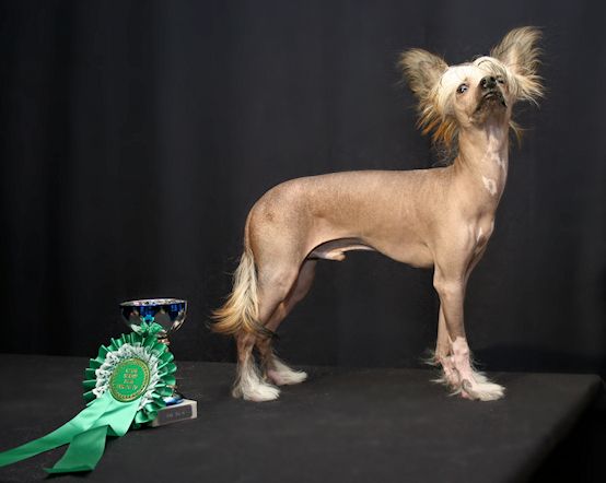 Ditzydogs The Only One