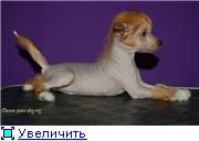 Hariton  iz Jablonevogo Sada