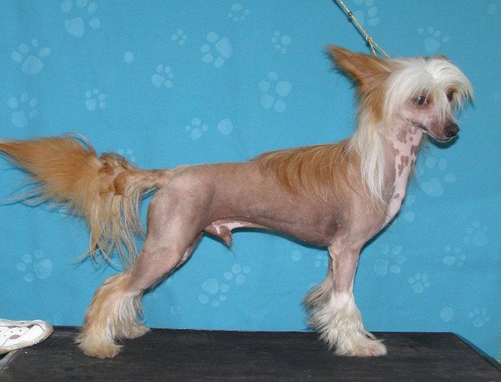 Volshebnaja Loshadka El Jem