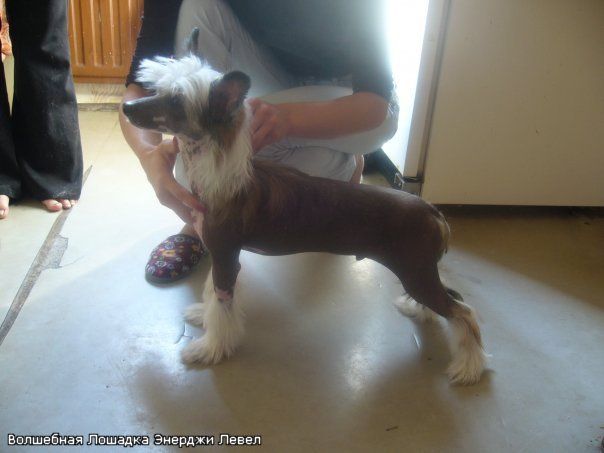 Volshebnaja Loshadka Enerdgy Level