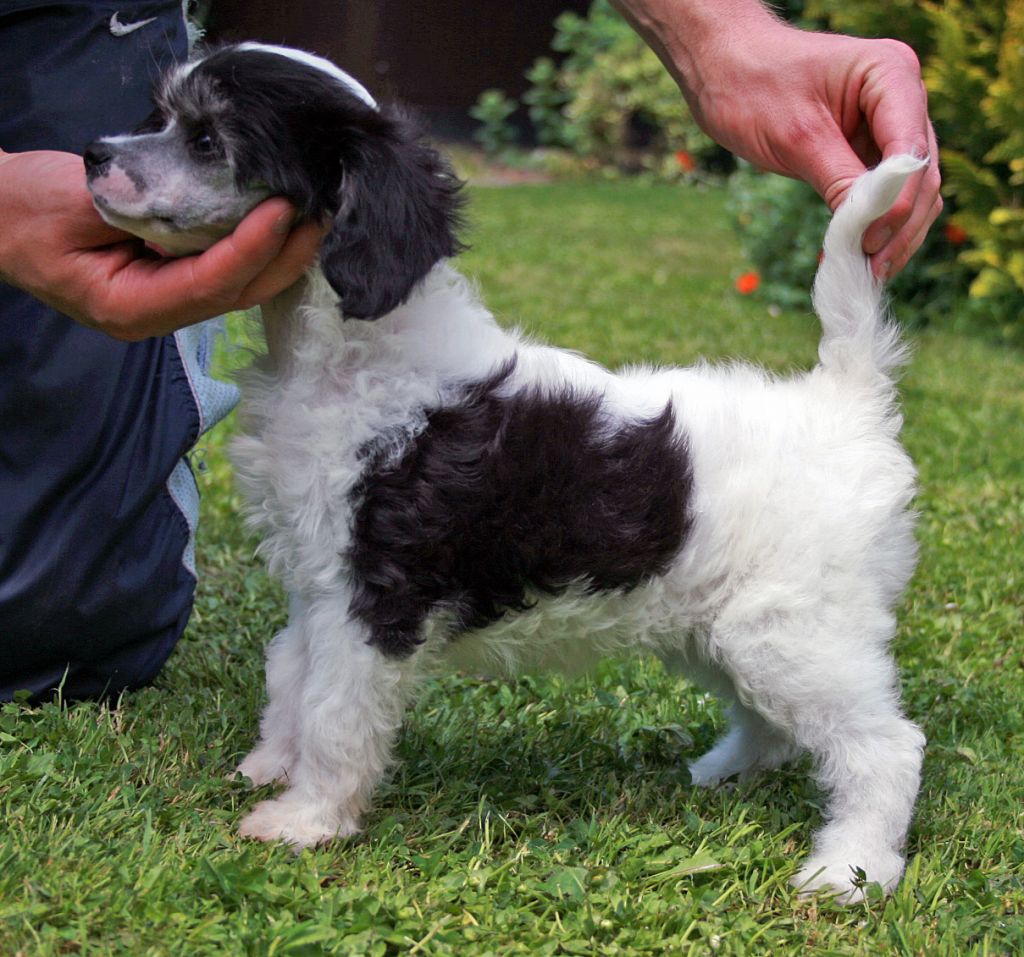 Vanitonia Domino Dancer