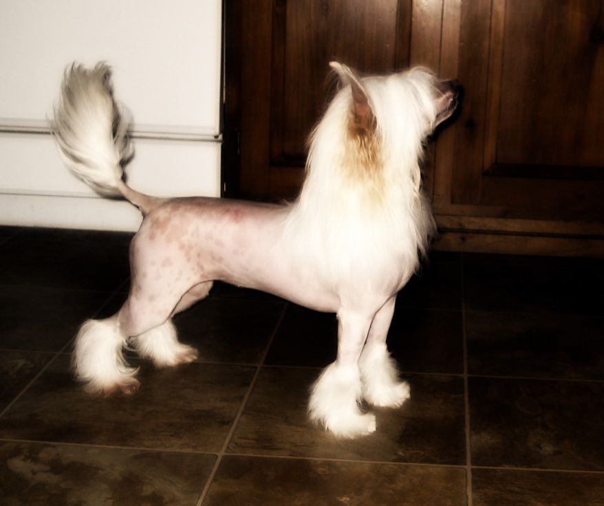 Tri-cas Just A Little Hottie