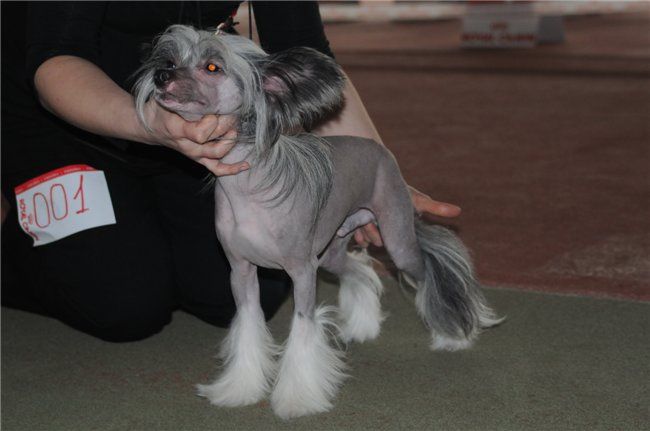 Jemchujniy Prince Minodora