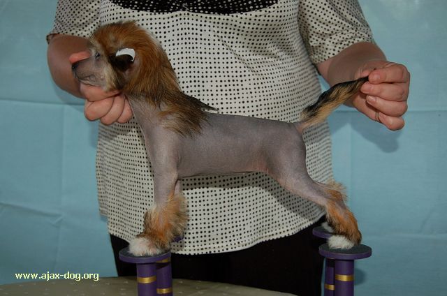 Charodeika iz Jablonevogo Sada