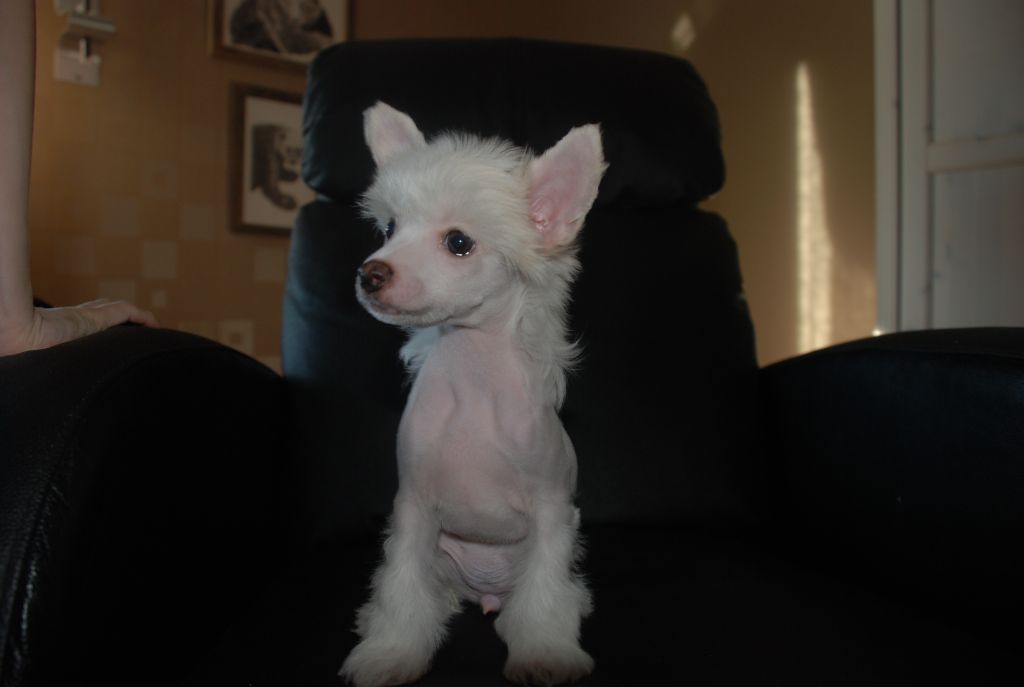 Divandior Return To Eden