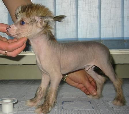 Vernisazh Mari Picasso