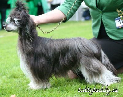 Bai Long's Girlicious