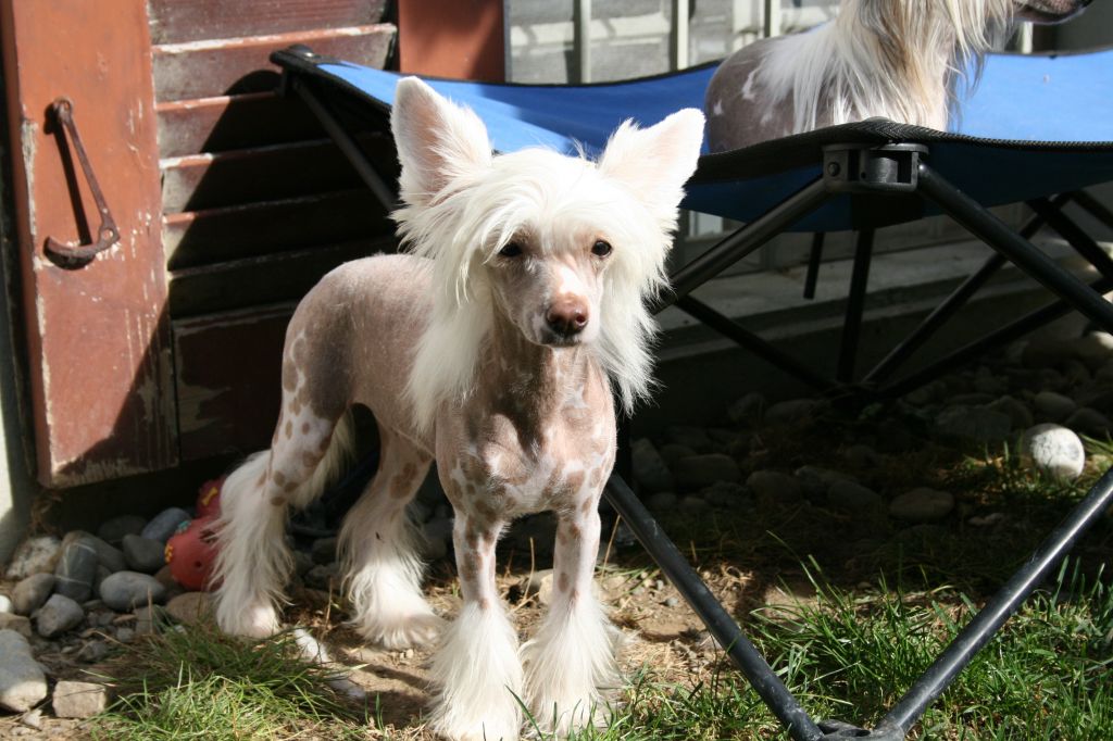 Belucci von Shinbashi