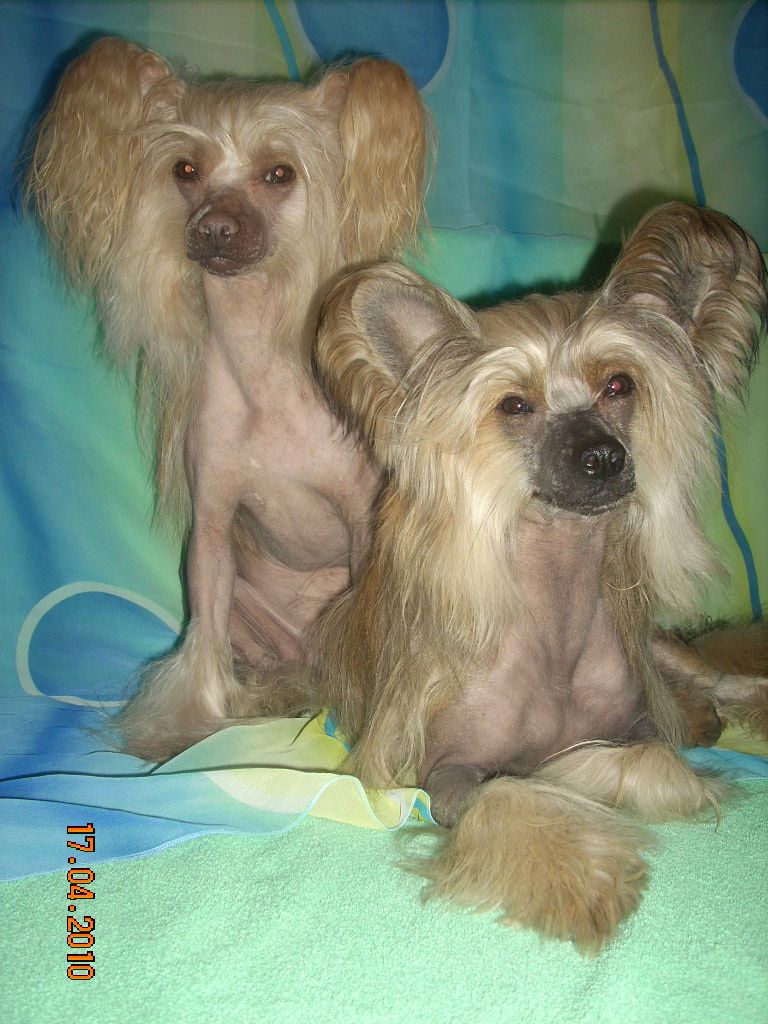 Orero Lovely Viggo Aragon