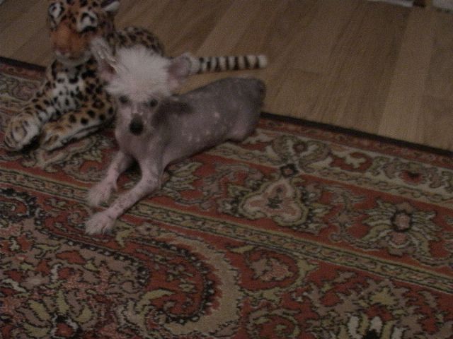 Dendi Damski Ugodnik Orero Lovely