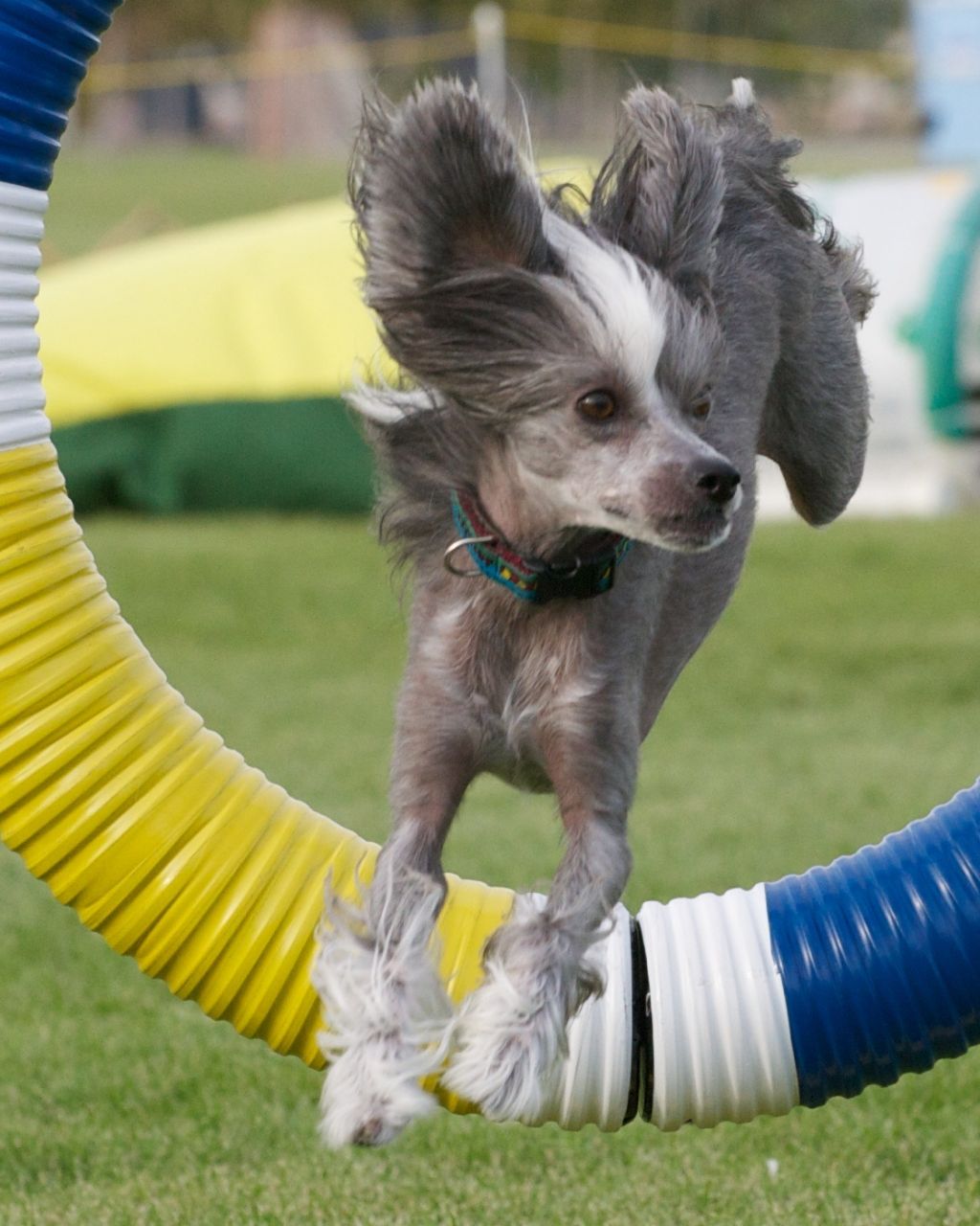 Crest-vue's Black In Demand NA NAJ