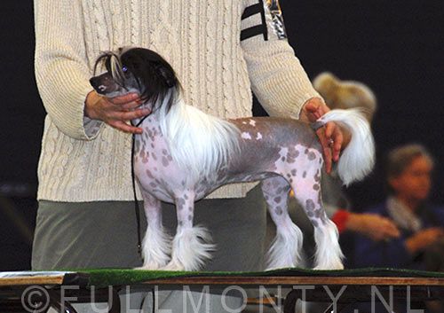 Special Edition Classy Lady