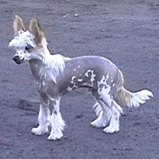 CYNAMON  Grzywkomania