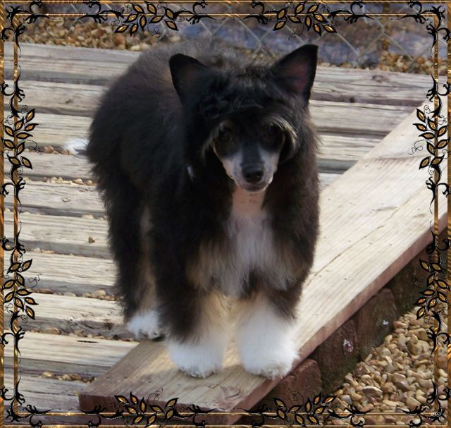 Woodcrest Trinity's Sharp Dressed Man