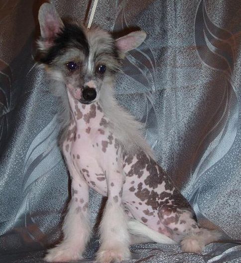 True Magnifisen Is't Shi Loveli