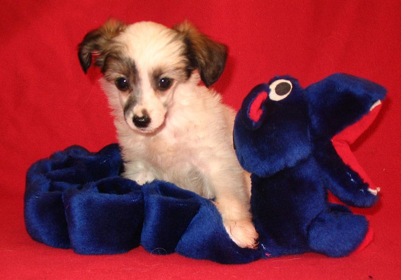 Arietta Maly vousacek