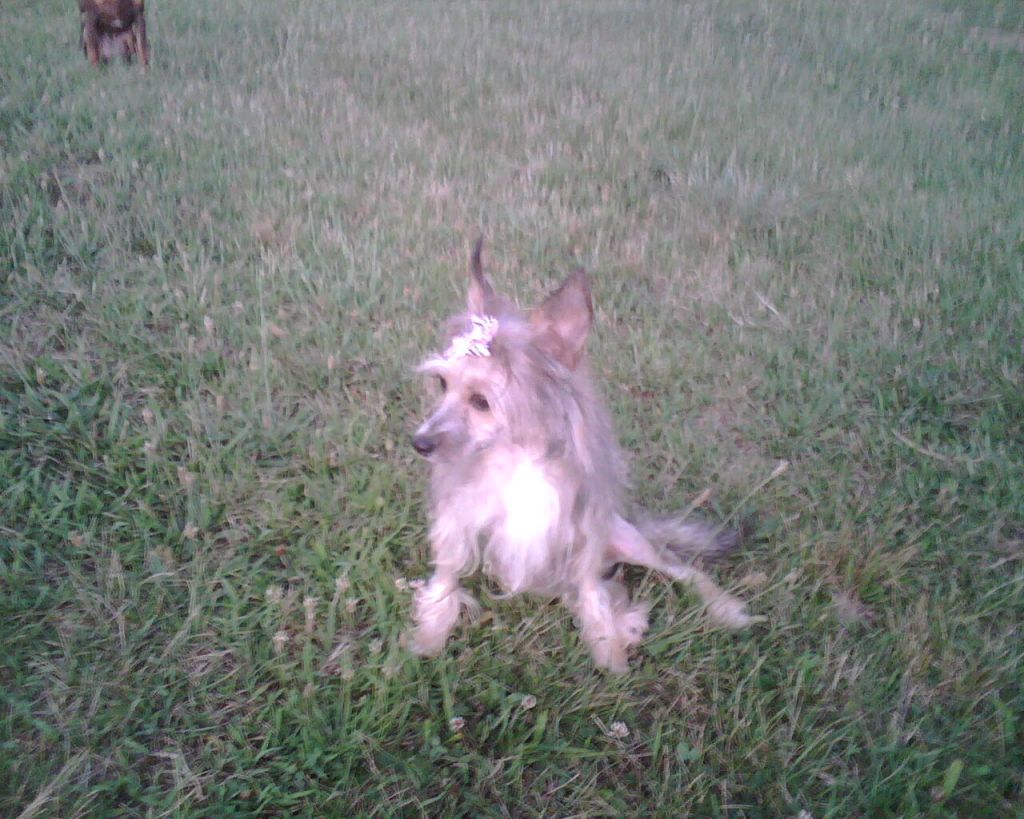 Petra Spice-n-evrything Nice