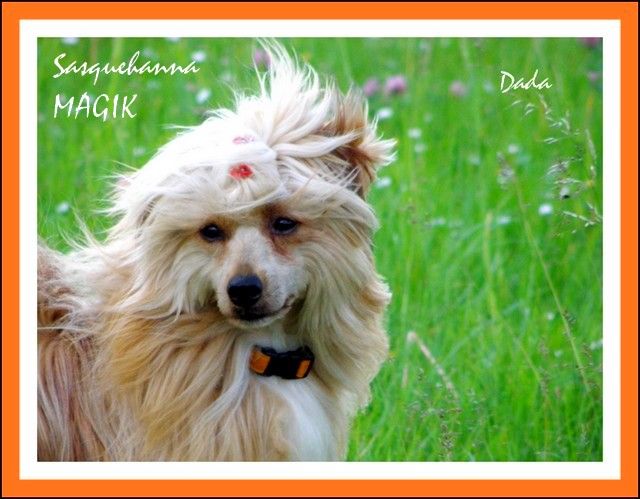 Sasquehanna (fci) Magik