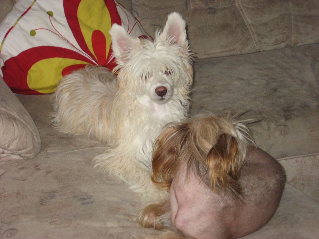 Constance Magicka Noc