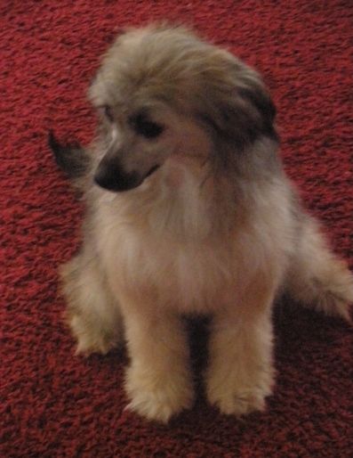 Image au Miroir Al Maarii Sapphire