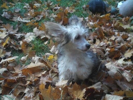 Ineata va Savoir Al Maarii Sapphire