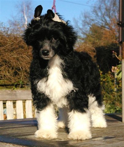 Evening Falls Von Shinbashi