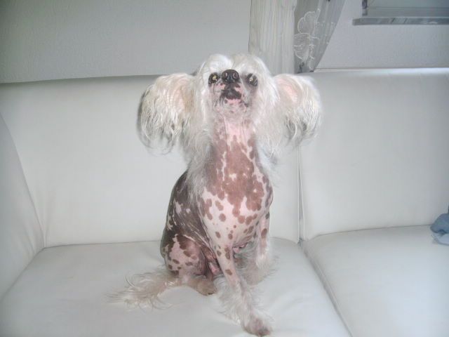 Chocolate Dip von Shinbashi