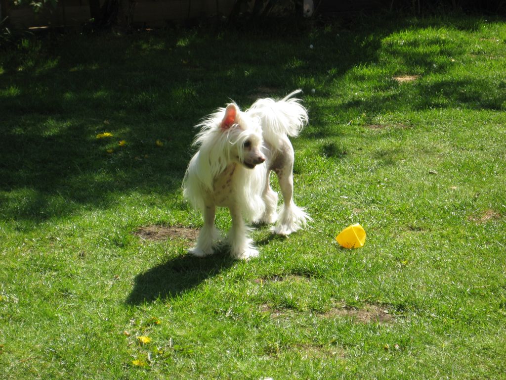 Dainty Roxette von Shinbashi